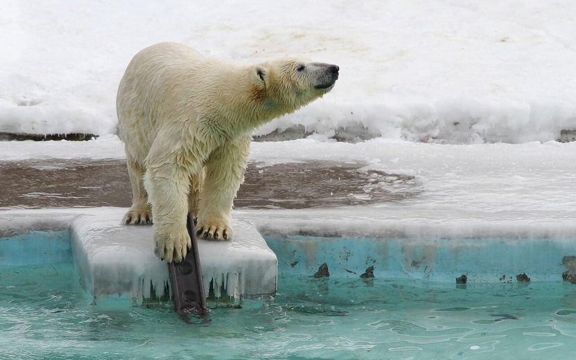 Зоопарк Удмуртии представит на выставке «Россия» на ВДНХ интерактивный проект в защиту белых медведей
