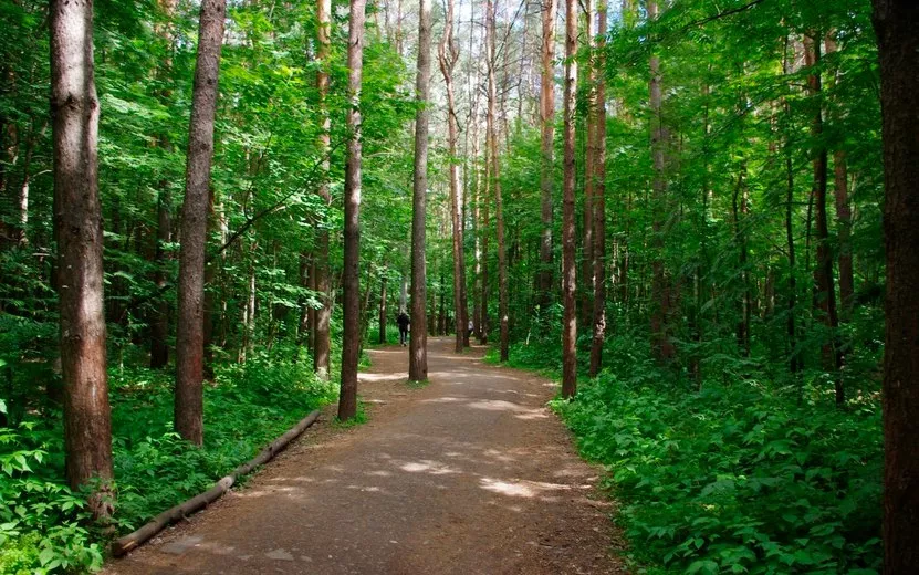 Подрядчика для благоустройства леса на Ворошилова нашли в Ижевске