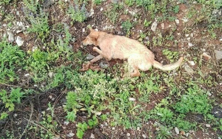 Зооволонтеры из Удмуртии помогают расстрелянной собаке вернуться к нормальной жизни