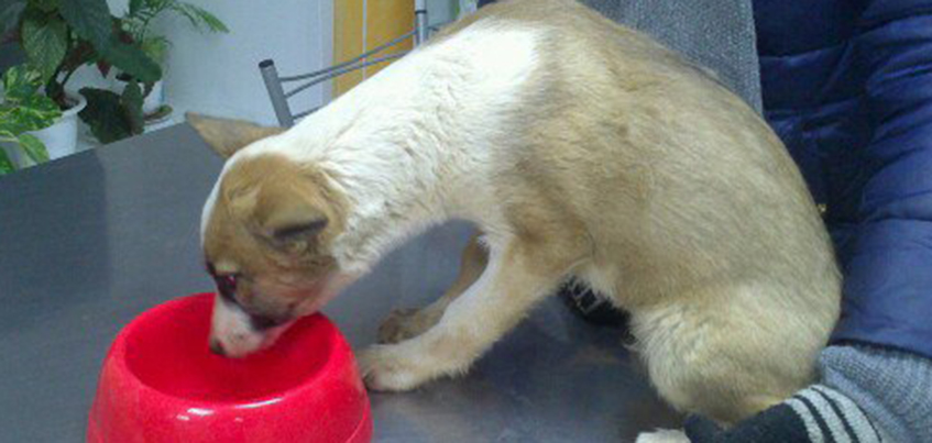 Ижевчане спасли щенка, который 6 дней провел под бетонными плитами