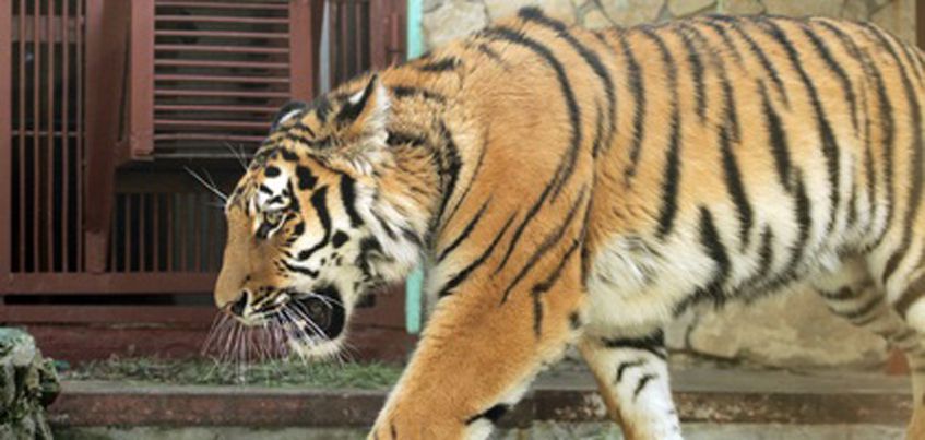 Сотрудники зоопарка Екатеринбурга рассказали, как живется у них амурскому тигру Джагару из Ижевска