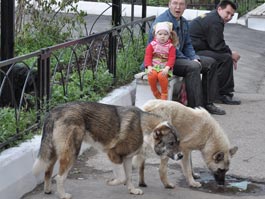 Бродячие собаки в Ижевске. Архив редакции
