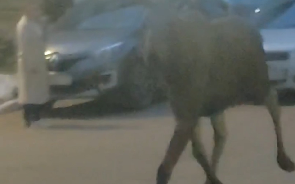 Лосенка заметили в Ижевске