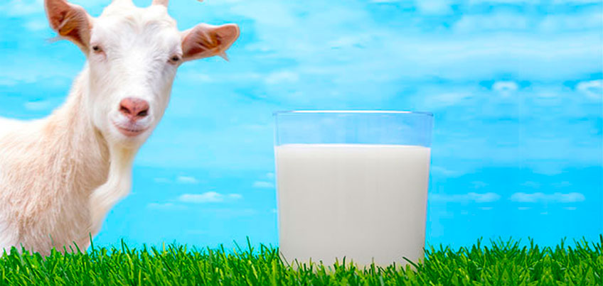 Три причины включить в свой рацион козье молоко