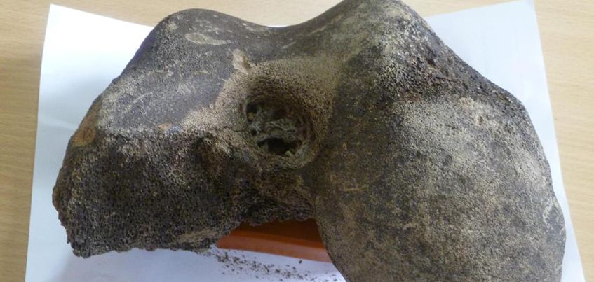 В Удмуртии сотрудники ветлечебницы нашли кость мамонта