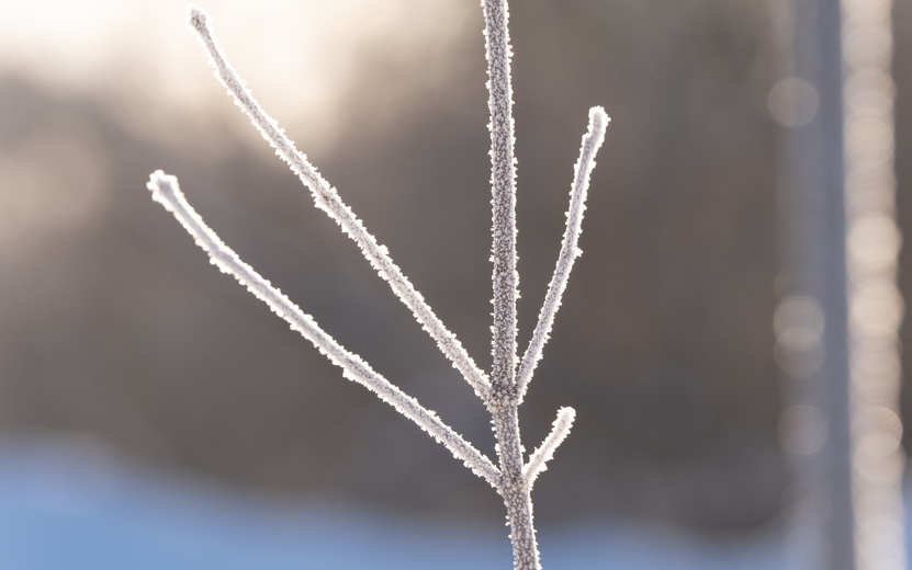 Мороз и солнце: 8 фото переживающего аномальные морозы Ижевска