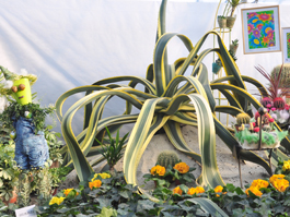 Цветок агава – «старожил» выставки. Со слов цветоводов, ему около 30 лет. Из крошечного растения, легко умещающегося в горшок, за годы он превратился в могучее цветок