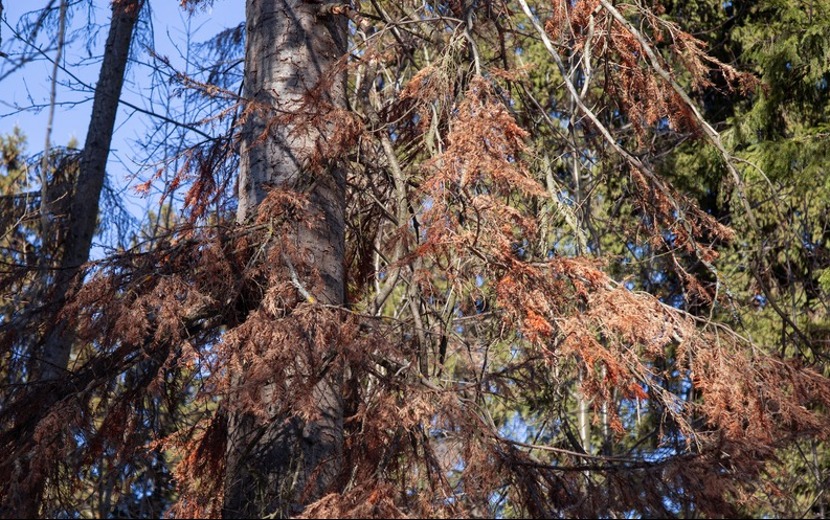 Тимирязевский лес в Ижевске расчищают от деревьев, зараженных уссурийским полиграфом