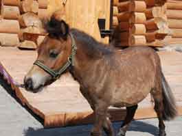 Карликовая лошадка Мотылек, фото: К. Ившин