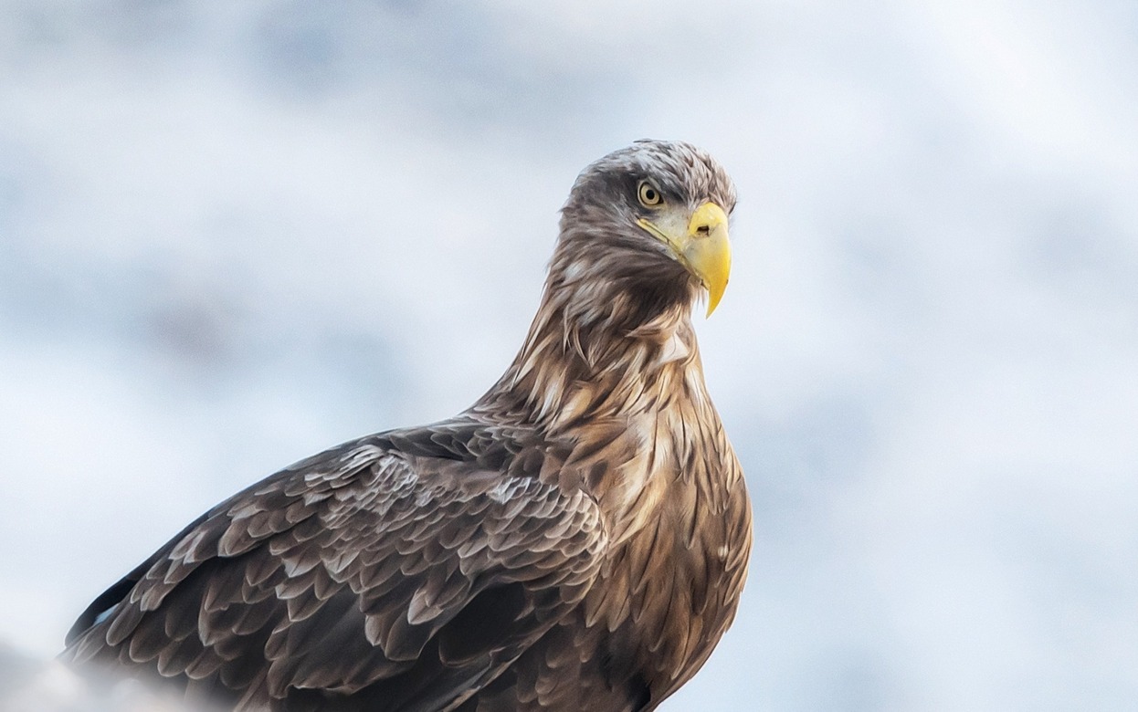 Фотофакт: орланов-белохвостов запечатлели в Удмуртии