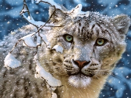 Посади лес для Леопарда!" - призывают добровольцы WWF
