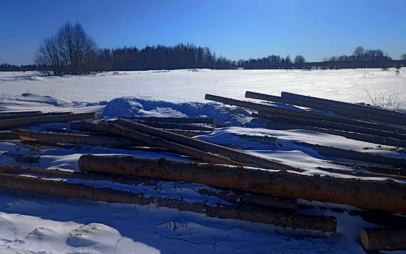 Жителя Удмуртии задержали за вырубку леса на 1 млн рублей
