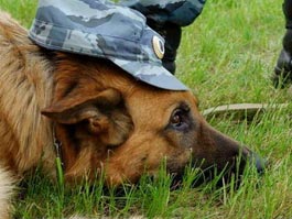 В Ижевске впервые пройдет Чемпионат по служебному собаководству