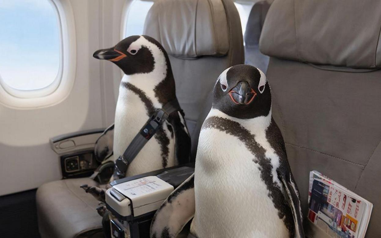 Два пингвина прилетели в Ижевск из Сочи