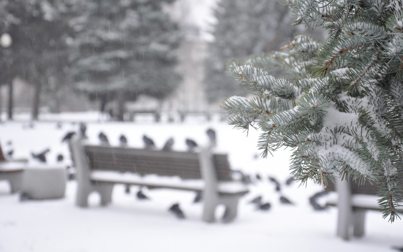 Погода в Ижевске на неделю: с 20 по 23 февраля ждем пасмурные -8°С днем и почти без снега