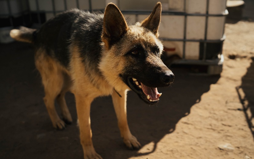 Структуру администрации Ижевска заставили возместить моральный вред из-за укуса собаки