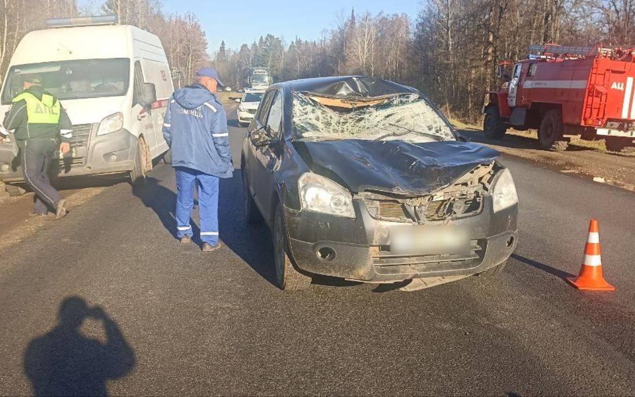 Женщина на «Кашкае» насмерть сбила лося под Ижевском
