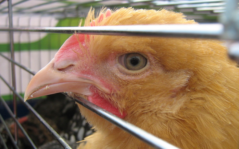 Поголовье птицы на сельхозпредприятиях Удмуртии сократилось на 7%