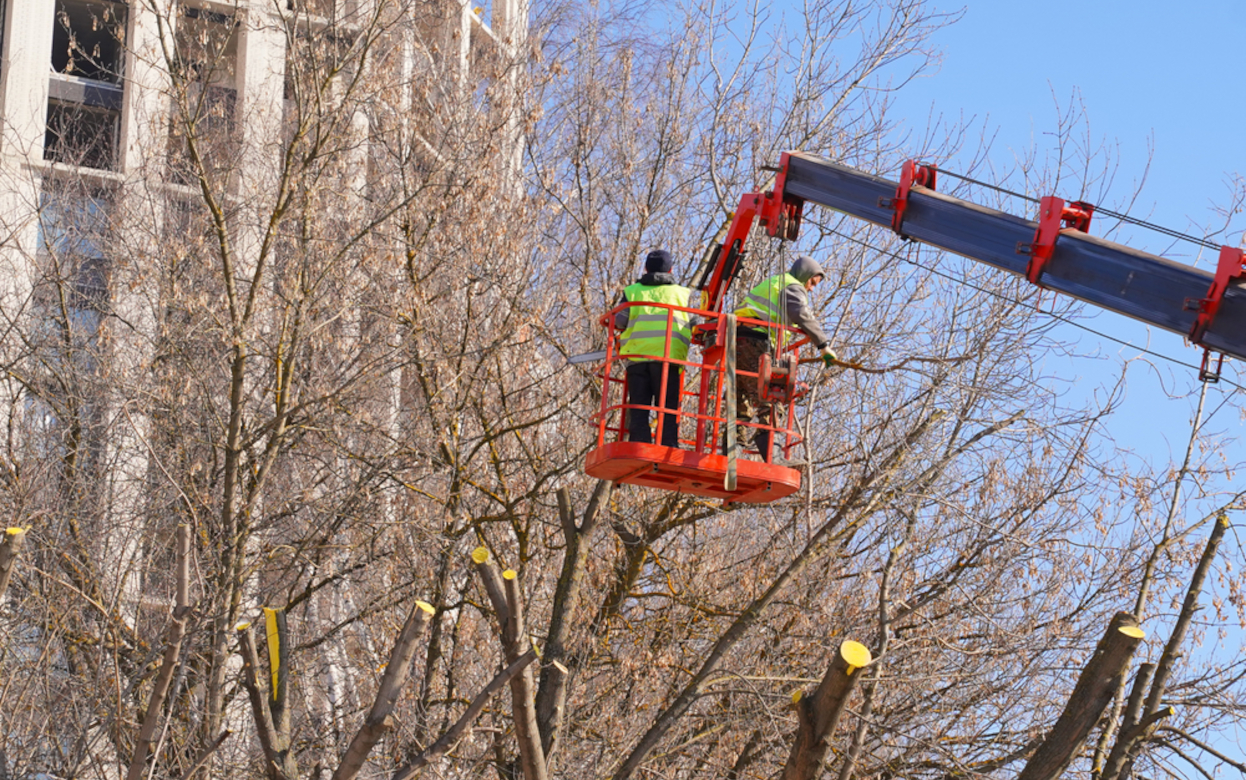 В Ижевске началась обрезка деревьев