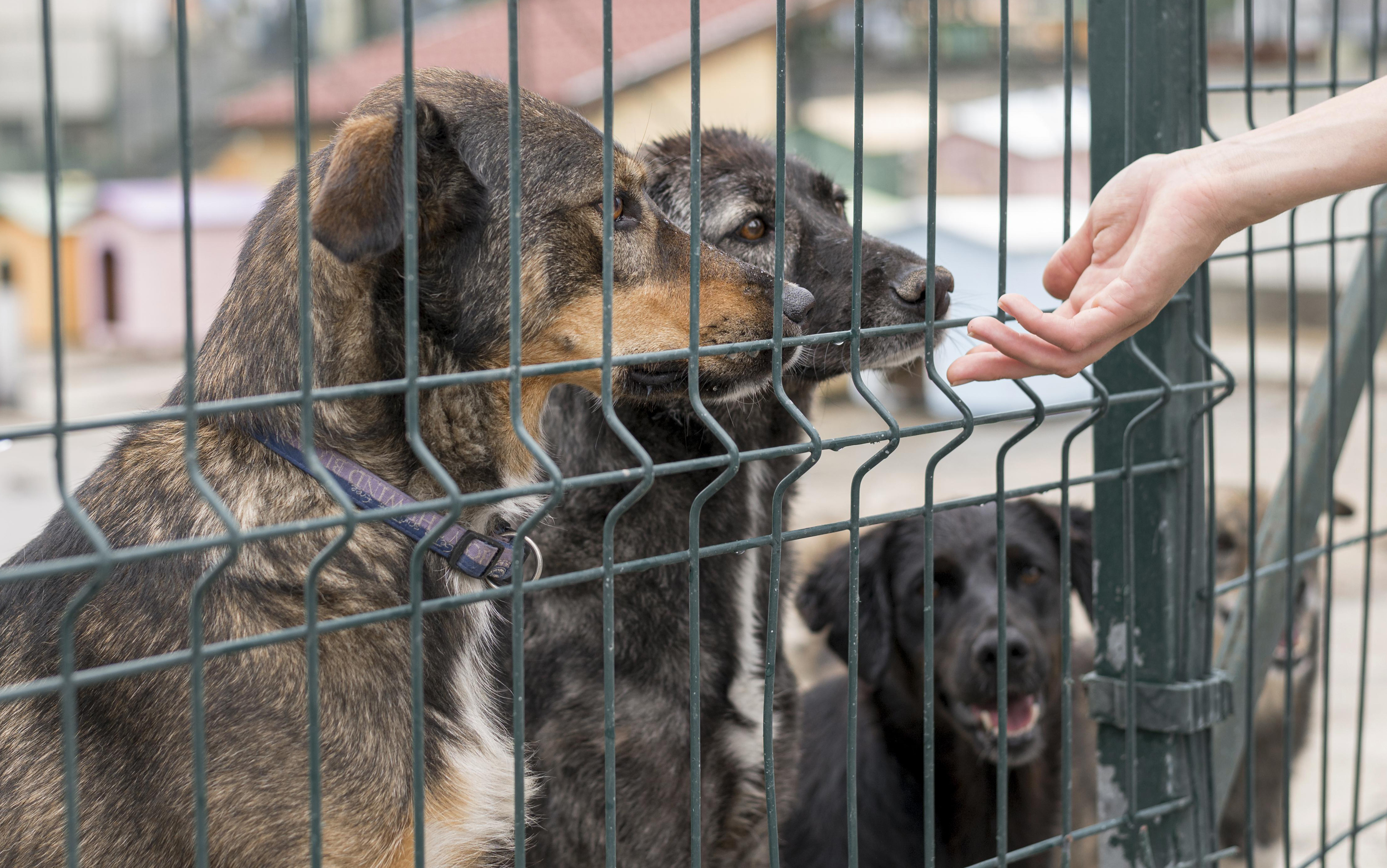 Опрос IZHLIFE: только 5% граждан активно помогают приютам для бездомных животных 