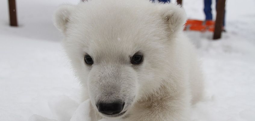 Белые медвежата из зоопарка Ижевска стали героями съемок японского телевидения