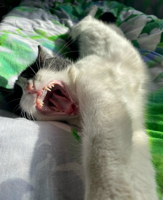 пёсикикотики Марина Изибекова.jpg