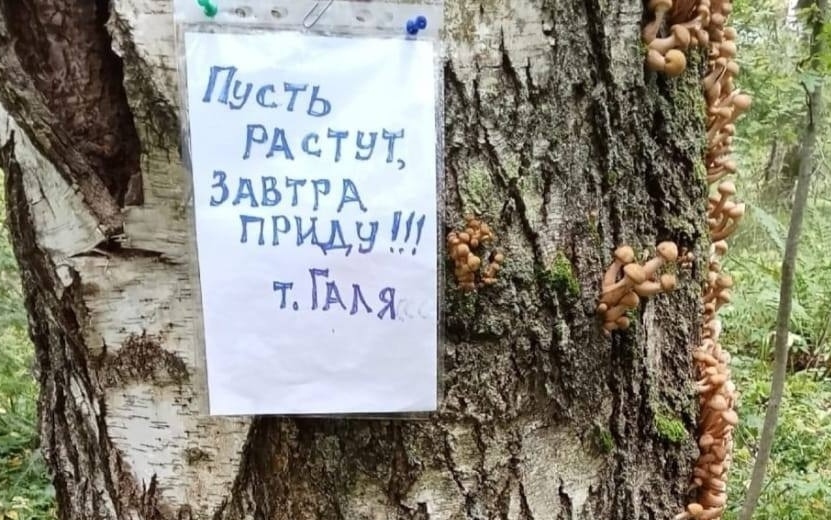 грибы.jpg