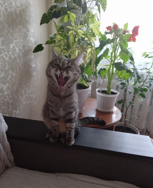 пёсикикотики Ольга Загребин.jpg