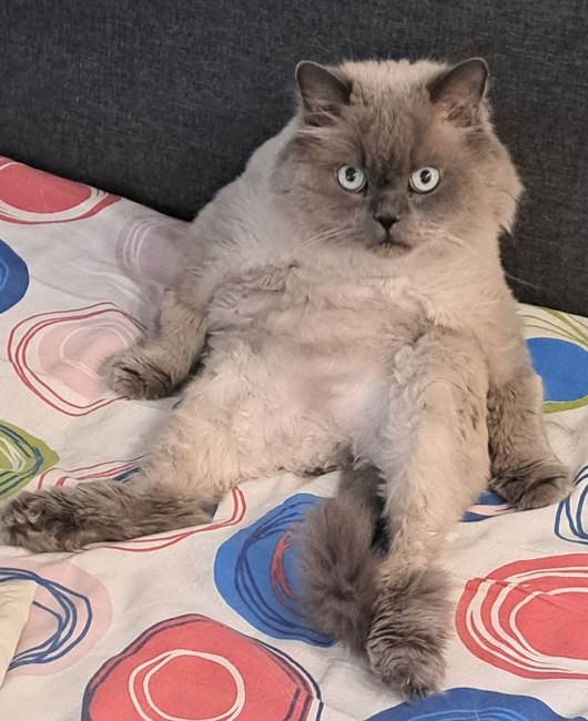 пёсикикотики Марина.jpg