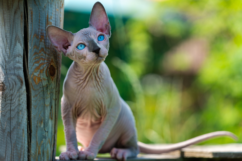 canadian-sphynx-cat-sitting-on-wooden-playground-o-2026-01-08-06-06-11-utc.jpg