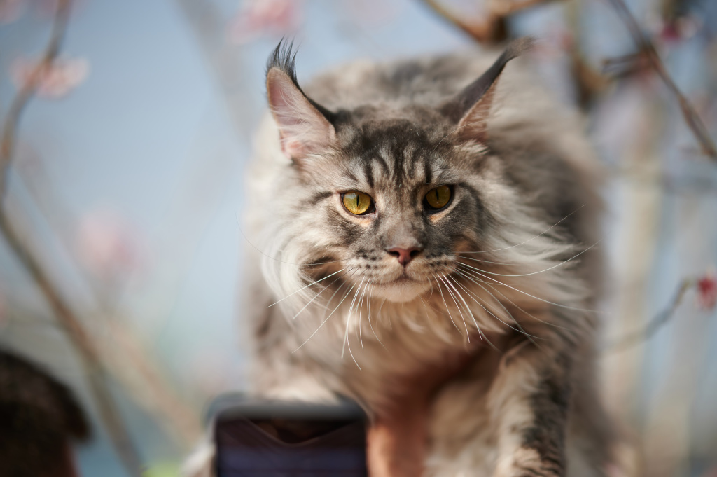 closeup-shot-of-the-beautiful-maine-coon-cat-on-th-2026-01-07-23-17-21-utc.jpg