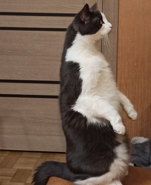пёсикикотики Анастасия Шарычева.jpg