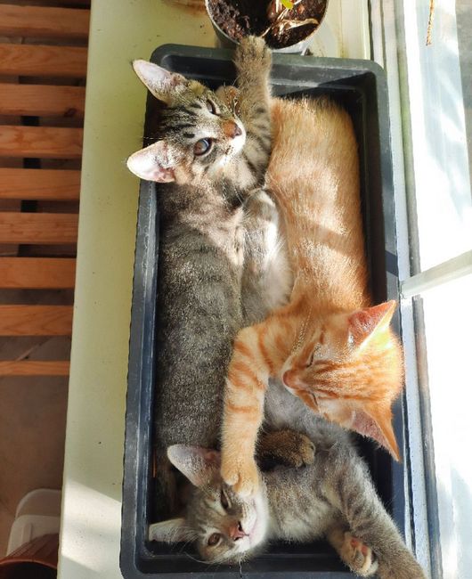 пёсикикотики Airina.jpg