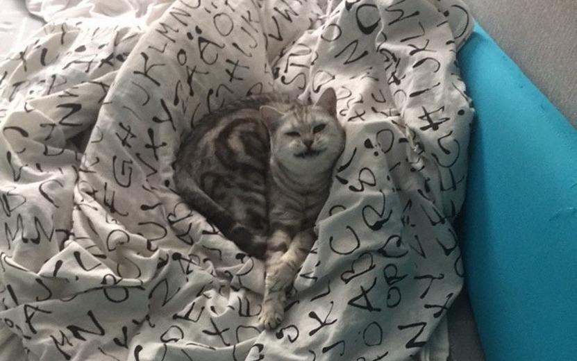 пёсикикотики Евгения Шадрина.jpg