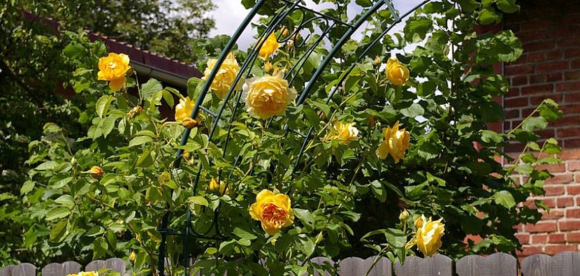 В Удмуртии лучше всего растут розы-флорибунды, чайно-гибридные, английские и плетистые