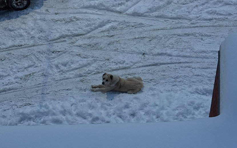 Огромный пес напугал жильцов дома на улице Гагарина в Ижевске. Фото: Злой Ижевчанин