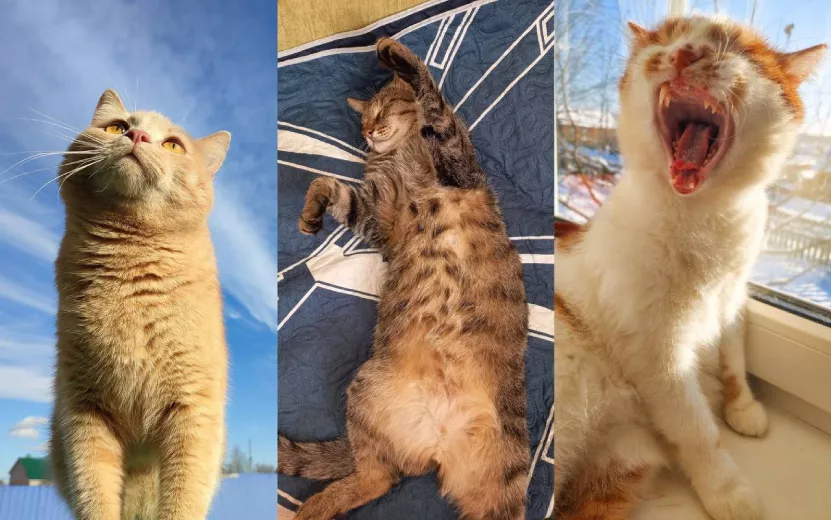 Коты Удмуртии: подборка самых смешных и обаятельных питомцев 