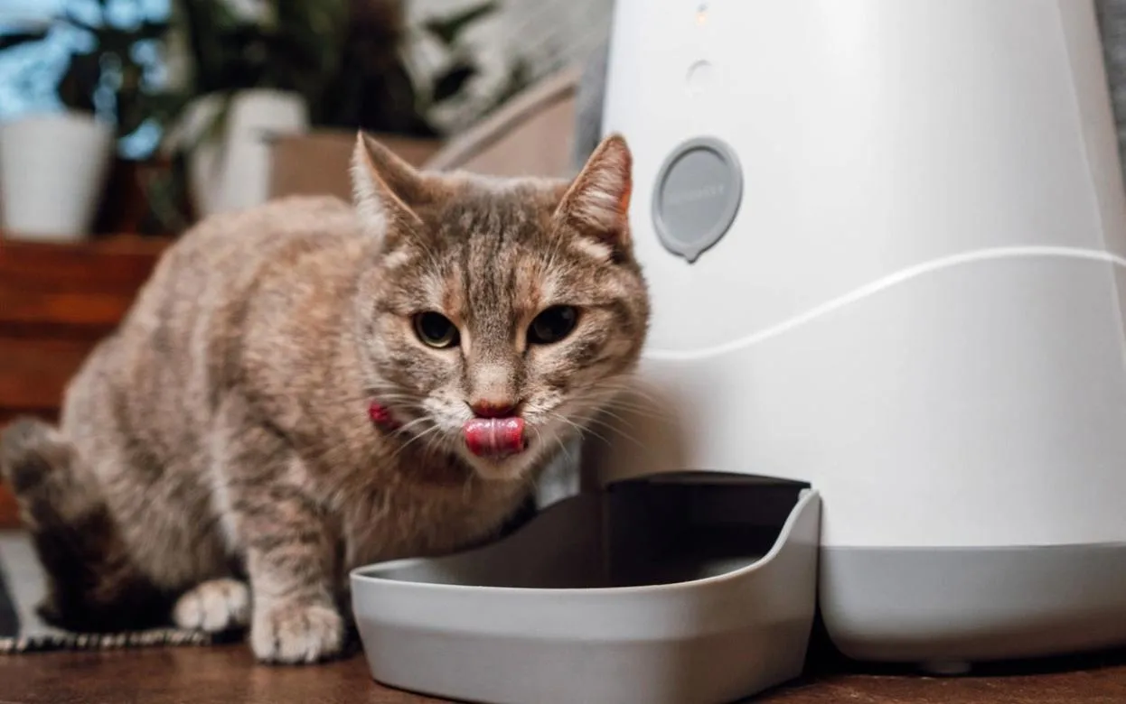 Как выбрать автокормушку и автопоилку для питомца: что действительно важно учесть