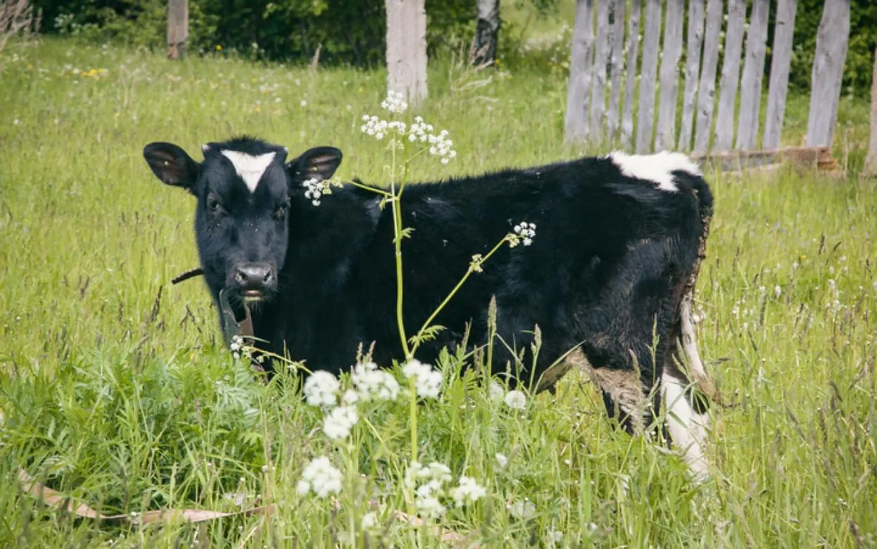 Сельхозпроизводство Удмуртии за год выросло на 5%