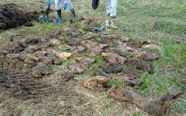 Массовое захоронение бобров обнаружили в Воткинске
