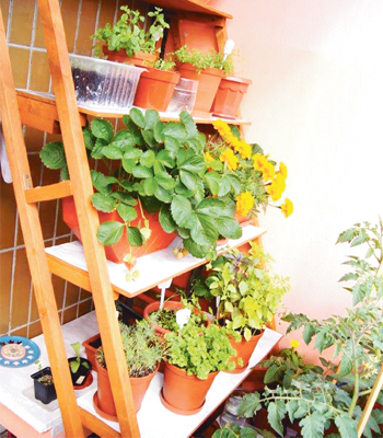 Можно ли выращивать огурцы и помидоры на балконе?