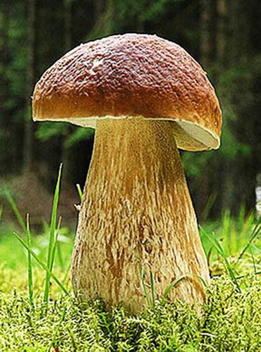 Ложный и съедобный белый гриб