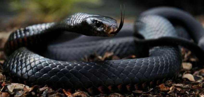 Жители Удмуртии жалуются на нашествие змей