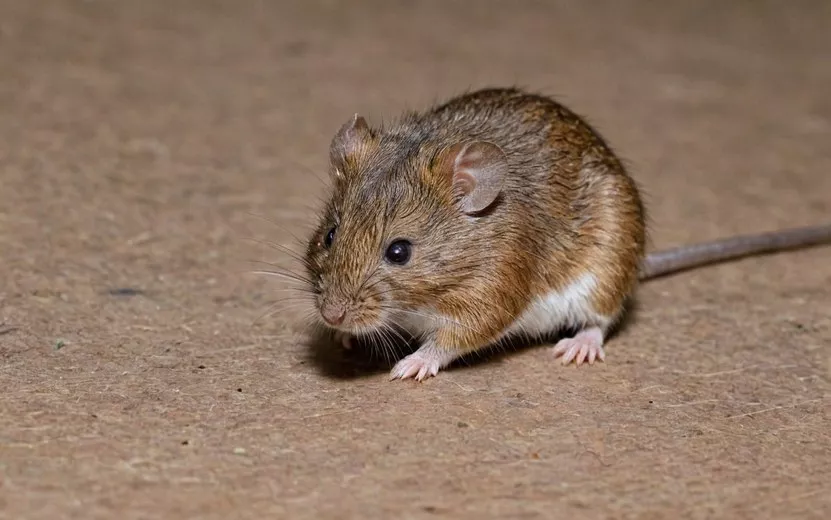 Заболеваемость мышиной лихорадкой выросла на 12% в Удмуртии