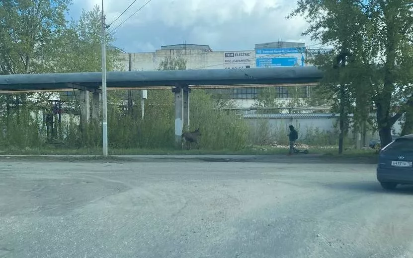 Фотофакт: лося заметили на одной из улиц Ижевске