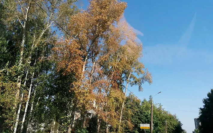 Эксперты рассказали, почему в Ижевске гибнут деревья