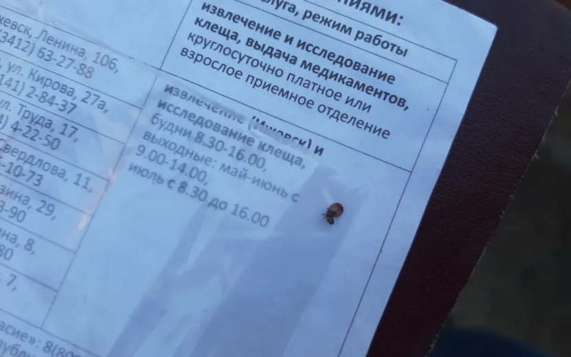 «Он сбежал из банки дома»: ижевчане рассказали, где подхватили клеща