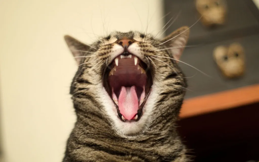 Q9PcDYdsaq2jQyvsKOvt-Xak_FgSTkDWQ83rM4jEqo2uaIv7j4Wh6UIUGsL8BnFo28stWqxaHJOHjVKAarf4aPdT.jpg