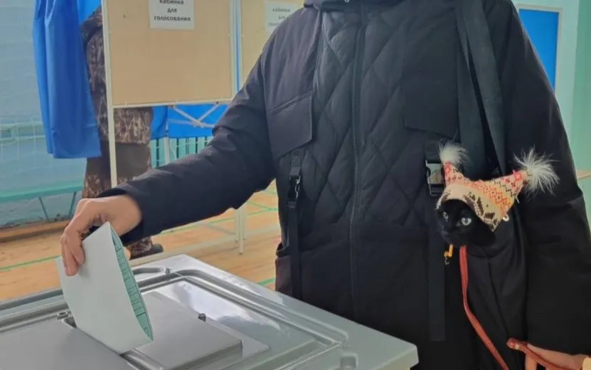 Котик избирком.jpg