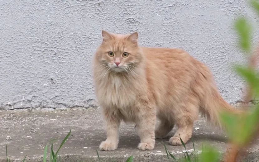 Старки 7.JPG